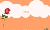 玫瑰除了rose还有什么英文名字呢怎么读