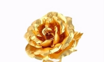 玫瑰金属于金色的一种吗为什么那么贵呢